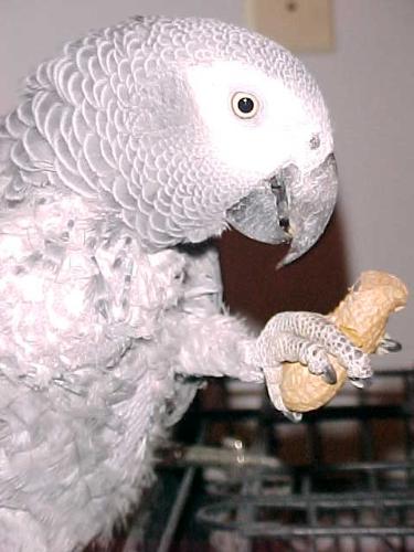Gizmo - 1 of my African Greys
