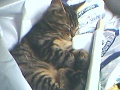My cat - My cat is beatifull. Look at this