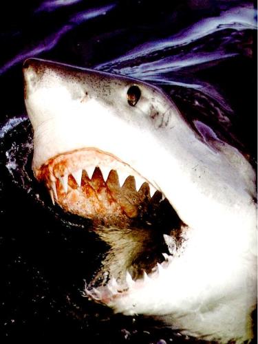 shark - shark's sharp teeth