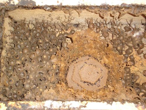 beehive - beehive of bees
