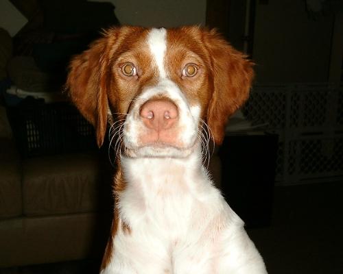 Maverick extreme closeup - This is my youngest Brittany spaniel.  Maverick