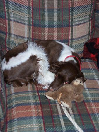 My oldest brittany spaniel, Jersey. - Here is my oldest brittany, Jersey, she is the one with the heart murmur.