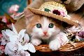 kitty in hat -  This is such a cute picture that I had to share how adorable it is!