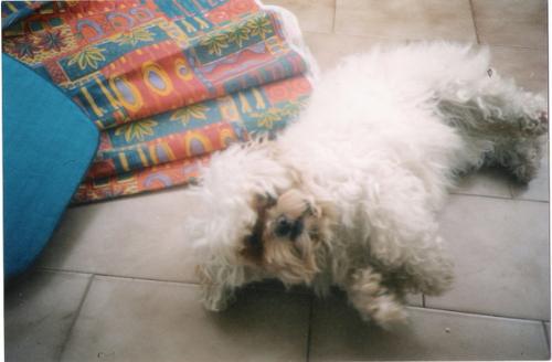 Dinky - My dog Dinky, that has sadly passed away a few years ago. She was the best pet I've ever had. I really miss her...R.I.P. :(