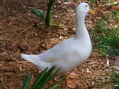 My sisters duck named Howie. - My sisters duck named Howie.