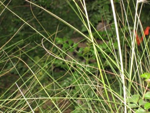 grass - Execellent photo of a Grass