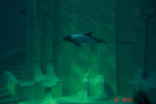 dolphin, fish, water - my collection