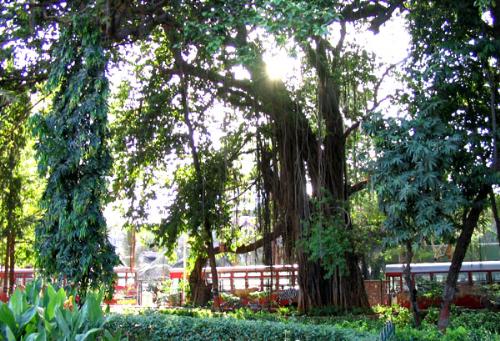 Hanging gardens mumbai - Perched at the top of malabar hills,on its western side ,just opposite the kamala nehru park,these terraced gardens, also known as the Ferozeshah Mehta Gardens,provide a lovely sunset views over the Arabian sea.