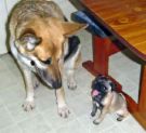 pug & german shepherd - this might be the scene if ever my husband will get a german shepherd and a pug for me