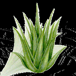 aloe - aloe