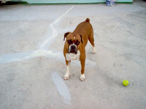 my boxer dog pina - Pina is my 6 year old boxer. Very very cuddly and loyal!