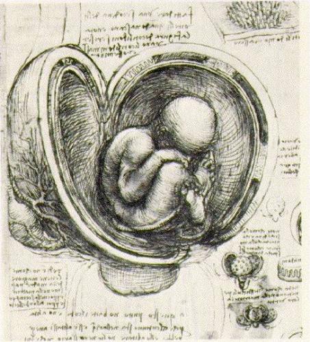 Human Womb - Womb : What is the secret of Life ??