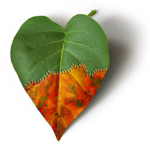 leaf - leaf sdfsd dsfsdfsd
