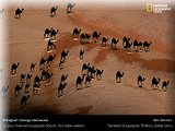 camels - desert