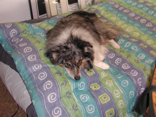 Billy - Billy is a Blue Merle Aussie