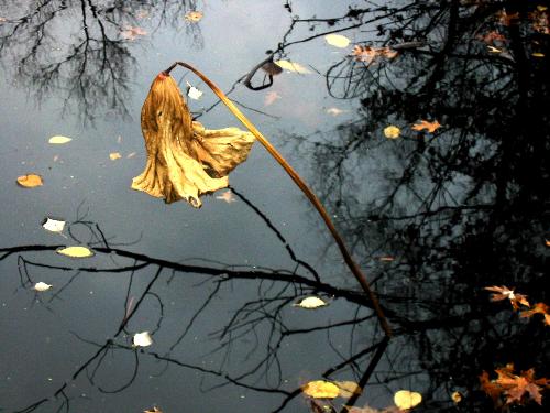 nature--------gods wonder - nature is my first love,,,,,,we can enjoy what ever the season and what ever the place thats t he greatness of nature
