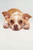 here is my dog - look at me i am a very innocent dog