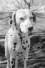 here is a very dangerous dog - look at this dangerous dog