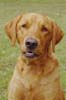 a dog in a different look - who is asying that  i always bark.