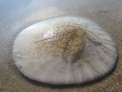 sand dollars  - Sand dollars are in the Echinoid  (Echinoderms) class of marine animals. The name 'sand dollar' is a reference  to their round flat shape,  which is similar to a large coin.