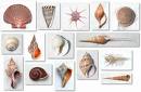 Sea  Shells - A shell is the hard, rigid outer covering,  of certain animals