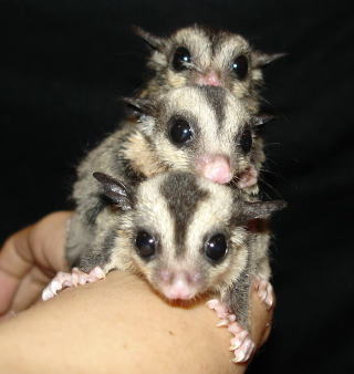 Three sugar gliders - Three sugar gliders just hanging out.