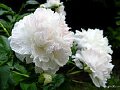 peonies - This a beautiflower known as peonies