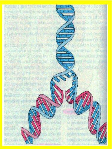 A DNA molecule - basis of a gene - This is DNA molecule in the process of duplication. Genes are made of a sequence of the base pair composition in the DNA molecule. Changing the base pair sequence can cause defective genes!