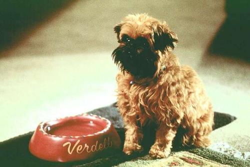 The Dog in As Good As It Gets - This is the dog that stars in the movie As Good As It Gets