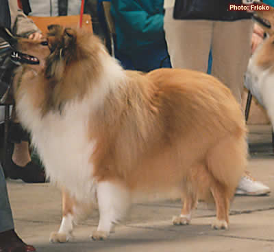 Abbeywater Faberge At Evad - A rough collie English champion Abbeywater Faberge At Evad
