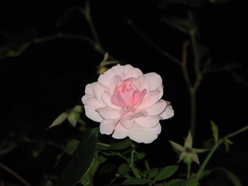 Rose - Rose is a Rose is a Rose