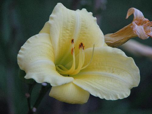 Flower - yellow flower