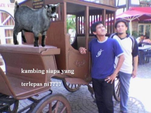 Goat and i and friend - Nice picture with goat