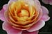 beautiful - a lovely flower