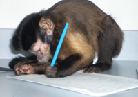 Helper Monkey in Training - This is helper monkey in training to help the disabled.