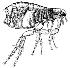 Fleas - I hate fleas and what they are about.  Adult fleas are about 1/16 to 1/8-inch long, dark reddish-brown, wingless, hard-bodied (difficult to crush between fingers), have three pairs of legs (hind legs enlarged enabling jumping) and are flattened vertically or side to side (bluegill or sunfish-like) allowing easy movement between the hair, fur or feathers of the host.