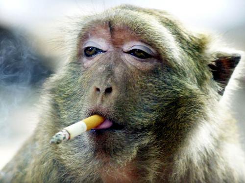 Monkey smoking - A monkey thatsmokes the cigarette