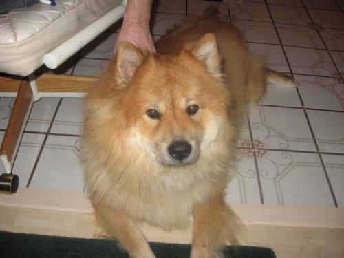 mah couz dog - her name is cali and shes a chow breed...very pretty!