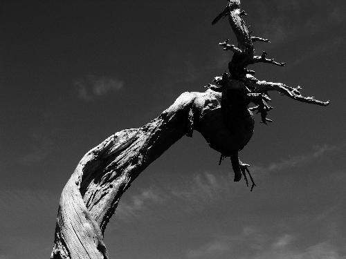 Gnarled Tree in Oregon Lavafield - Taken in 2006 on Belknap Crater in Oregon's Lavafields.