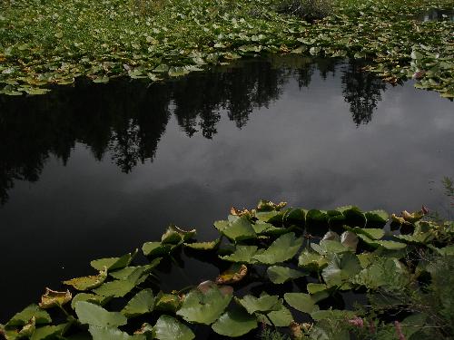 Lily Pads & Northwest Forest Reflection - This photo was taken at one of Mount St. Helen's lower visitor centers in the summer of 2006.  An elevated boardwalk affords you this view.