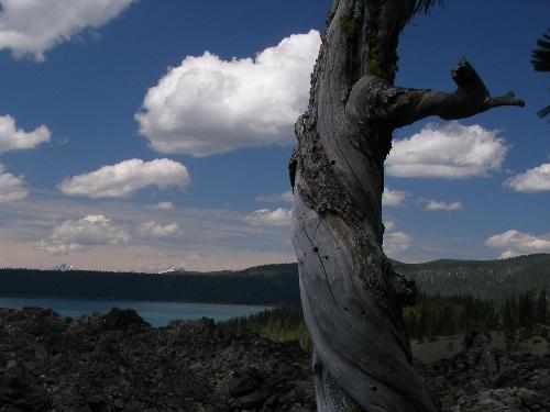 Twisted Tree on The Big Obsidian Flow near Paulina - Taken in the summer of 2006, Paulina Lake is in the distance and the clouds that day were surreal.
