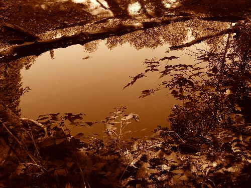 Sepia Reflection - A digital image of a reflecting pool taken near Mount Rainier in Washington State in September of 2006.