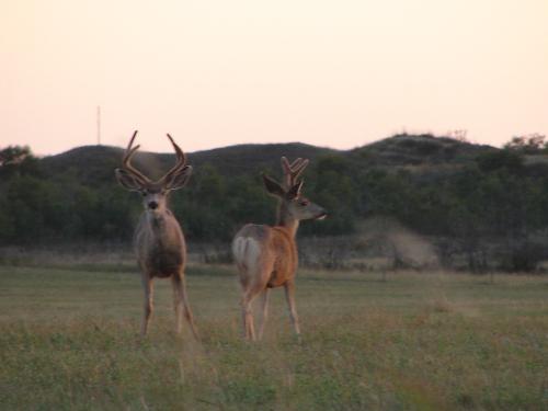 checking out the bucks  - Early in the season, with velvet on their antlers still.