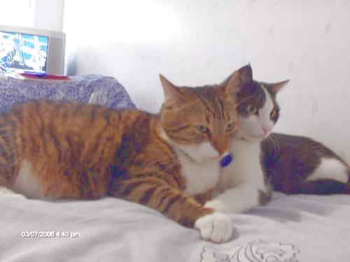 my cats - kasper (gey one) taku (black&white)