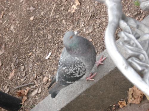 Pigeon - My hubby took a picture of a pigeon from Statue of Liberty Island. Very healthy...