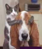 cat and dog - pets
