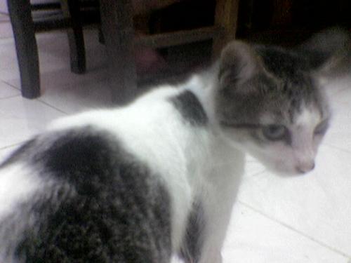 lambing  - my cat... quiet and sweet...