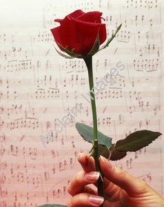 rose is red as blood and blood comes from heart- h - Rose the symbol of love expressions