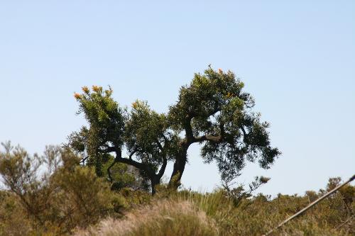Australian Bush land - Typical west Australian bush land