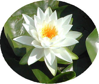 waterlily - a nice flower i`d ever see...
